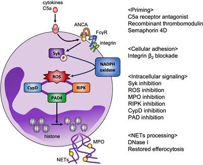 The involvement of NETs in ANCA-associated vasculitis